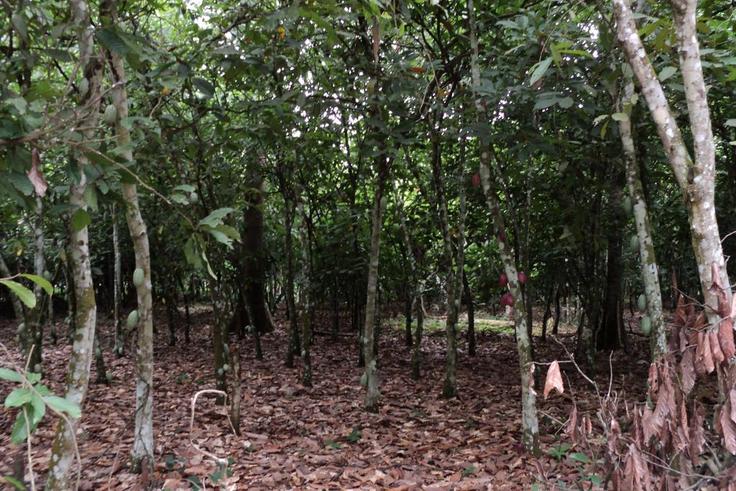 Cocoa Farm