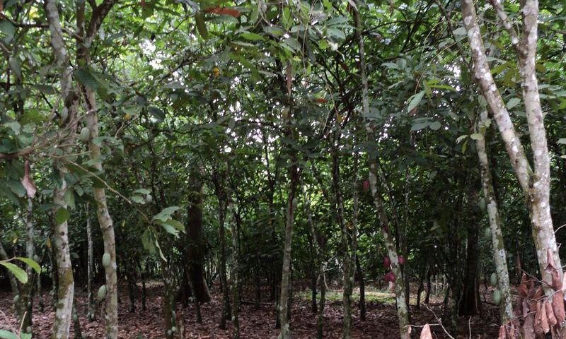 Cocoa Farm