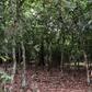 Cocoa Farm