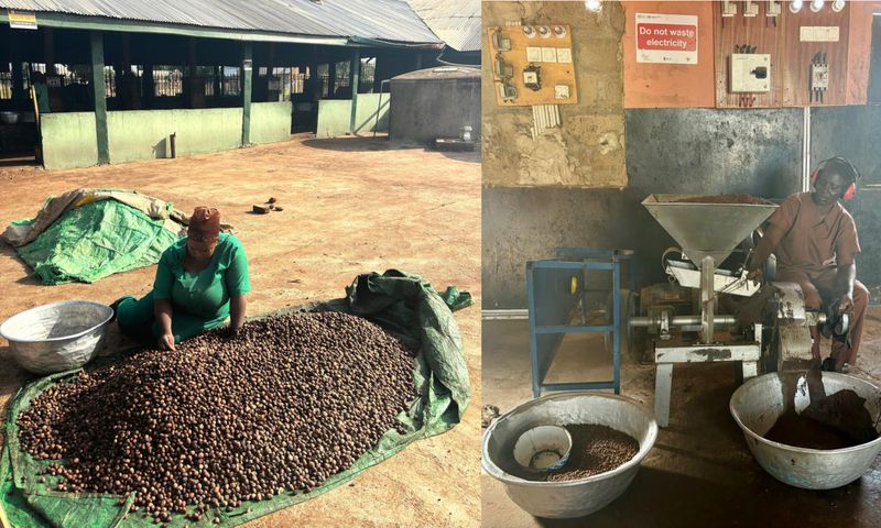 Hard work for smooth kin: The process behind Ghana's shea butter