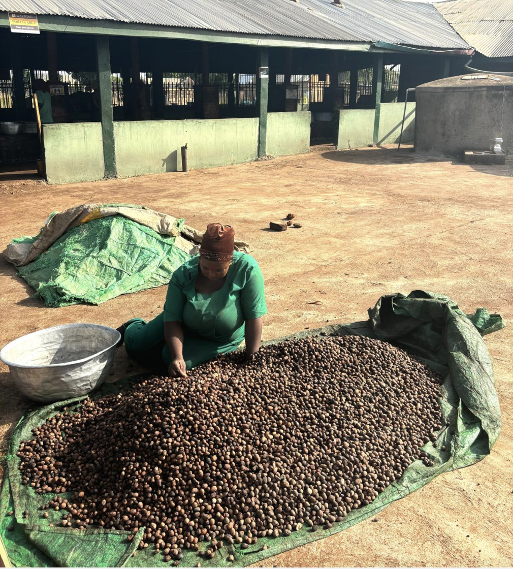 A woman sorting the kernels. (Picture: Zoe Geissler)