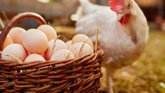 Eating two or more eggs per week can reduce the rate of Alzheimer's dementia by 47% - Study says
