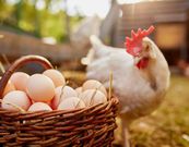 Here are 9 ways to prevent bloating after eating eggs