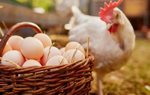 Eating two or more eggs per week can reduce the rate of Alzheimer's dementia by 47% - Study says