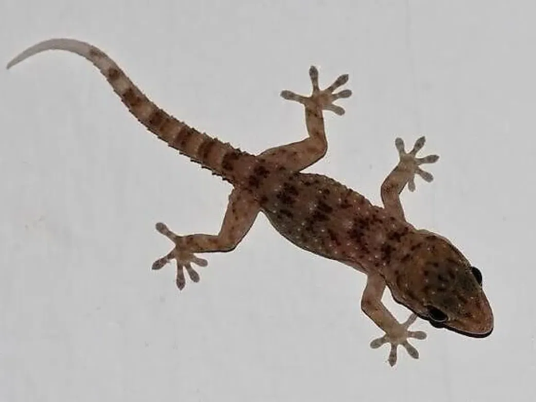 10 ways to prevent wall geckos in your home