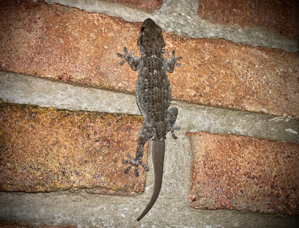 10 ways to prevent wall geckos in your home