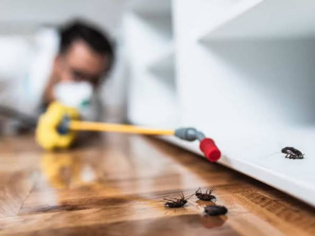 10 ways to prevent wall geckos in your home