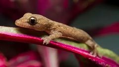 Wall gecko