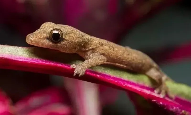 Wall gecko