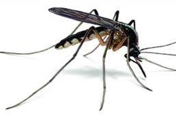 Brazil announces $1.9m international partnership to produce Zika vaccine