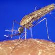 Anopheles Gambiae, one of three mosquitoes found in Africa that transmit malaria