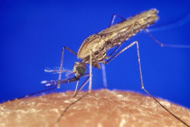 Anopheles Gambiae, one of three mosquitoes found in Africa that transmit malaria