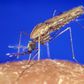Anopheles Gambiae, one of three mosquitoes found in Africa that transmit malaria