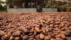 Cocoa beans