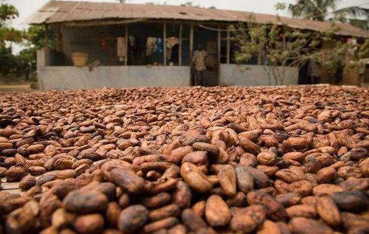 Cocoa beans