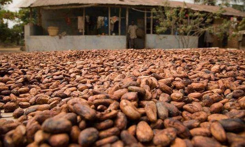Cocoa beans