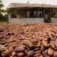 Cocoa beans