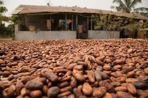 Cocoa beans