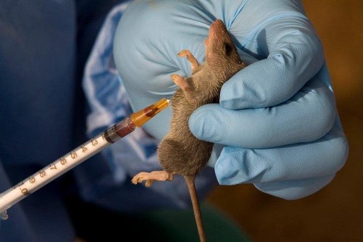 An ecologist extracts a sample of blood from a Mastomys Natalensis rodent in the village of Jormu in southeastern Sierra Leone February 8, 2011. REUTERS/Simon Akam