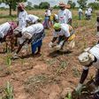Women planting maize