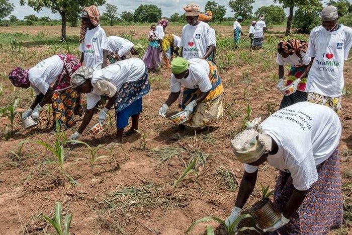Women planting maize