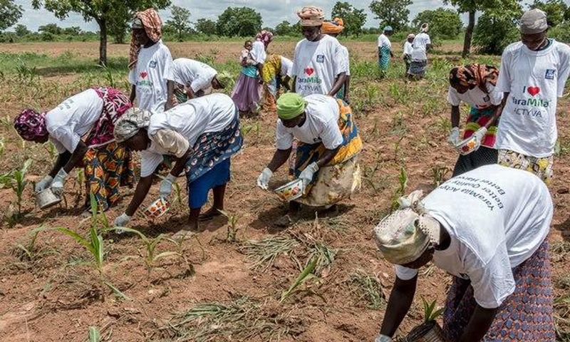 Women planting maize