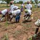 Women planting maize