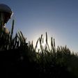 A farmer tends to a wheat farm in the El-Dakahlia governorate, north of Cairo, Egypt, February 16, 2016. REUTERS/Mohamed Abd El Ghany