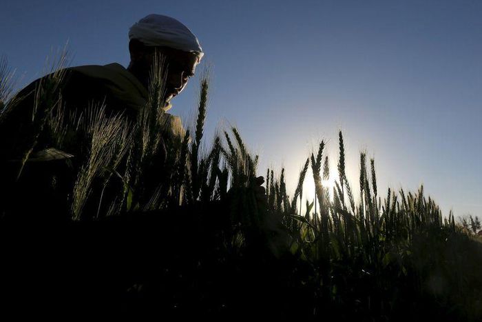 A farmer tends to a wheat farm in the El-Dakahlia governorate, north of Cairo, Egypt, February 16, 2016. REUTERS/Mohamed Abd El Ghany