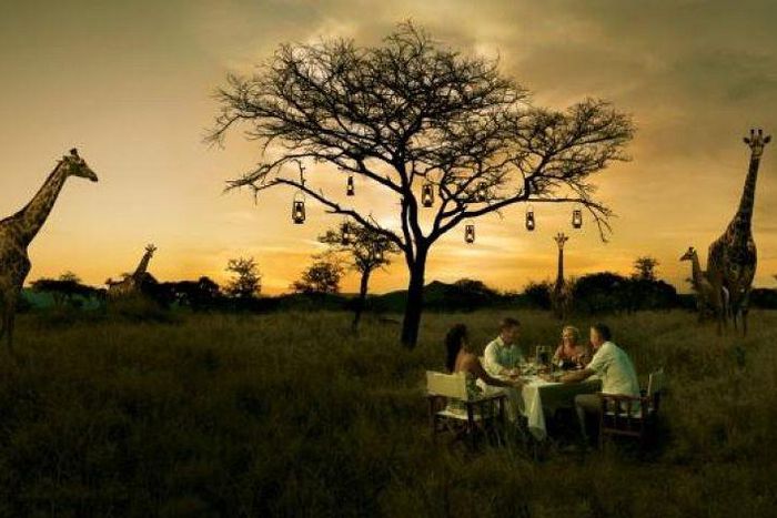 Bush dinner with giraffes as guests