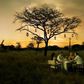 Bush dinner with giraffes as guests
