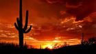 ___4821835___https:______static.pulse.com.gh___webservice___escenic___binary___4821835___2016___3___18___16___Arizona