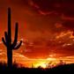 ___4821835___https:______static.pulse.com.gh___webservice___escenic___binary___4821835___2016___3___18___16___Arizona