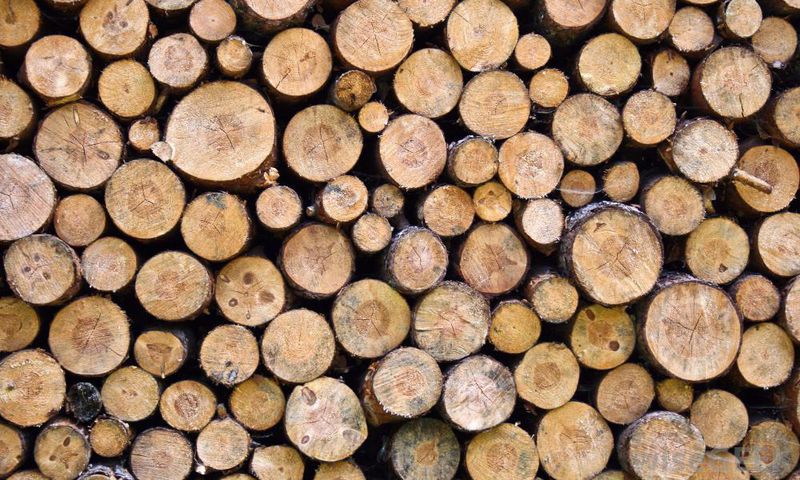 ___4571222___https:______static.pulse.com.gh___webservice___escenic___binary___4571222___2016___1___18___12___firewood-pile