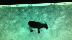 Police discovers distressed cries 'calling for help' came from goat