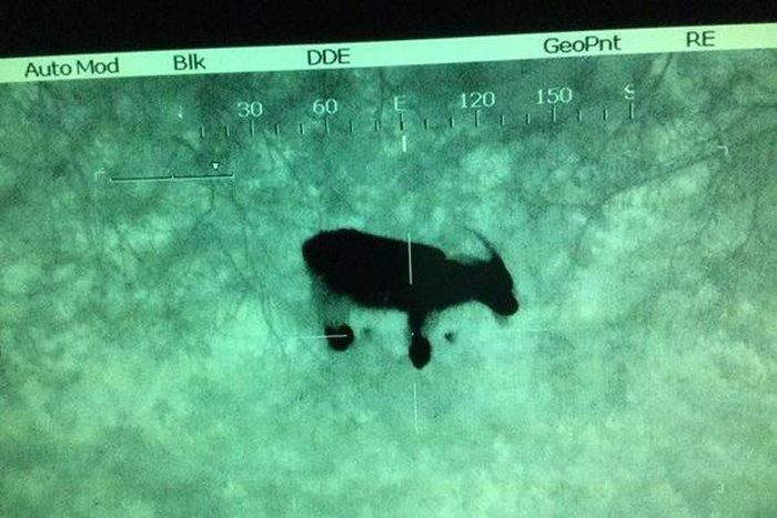 Police discovers distressed cries 'calling for help' came from goat