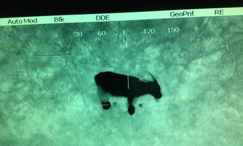 Police discovers distressed cries 'calling for help' came from goat