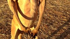 Pictures of body building kangaroo goes viral