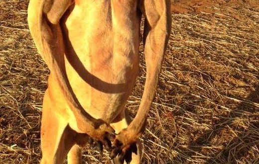Pictures of body building kangaroo goes viral