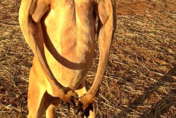 Pictures of body building kangaroo goes viral
