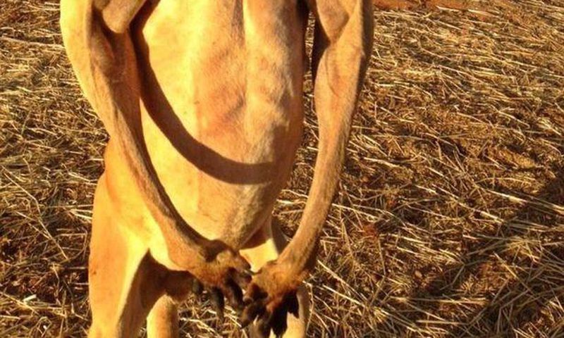Pictures of body building kangaroo goes viral