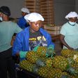Pineapple Exporter in Ghana