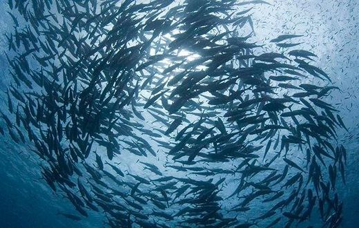 ___4800894___https:______static.pulse.com.gh___webservice___escenic___binary___4800894___2016___3___14___14___schooling-jacks-near-the-solom
