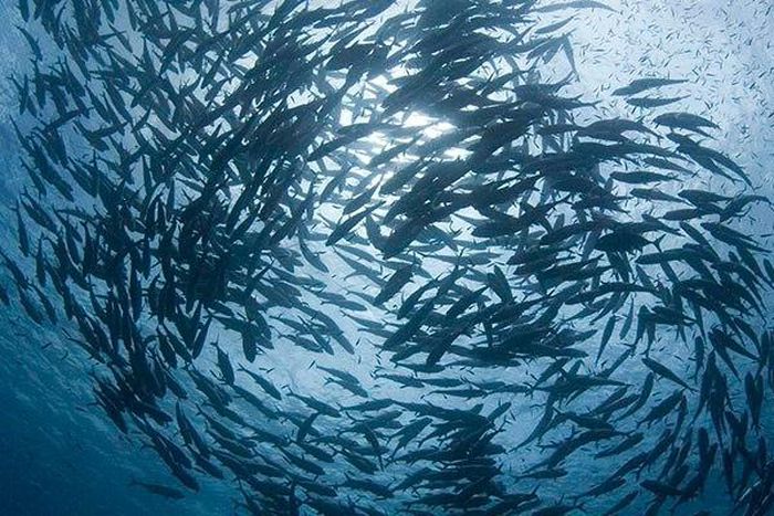 ___4800894___https:______static.pulse.com.gh___webservice___escenic___binary___4800894___2016___3___14___14___schooling-jacks-near-the-solom