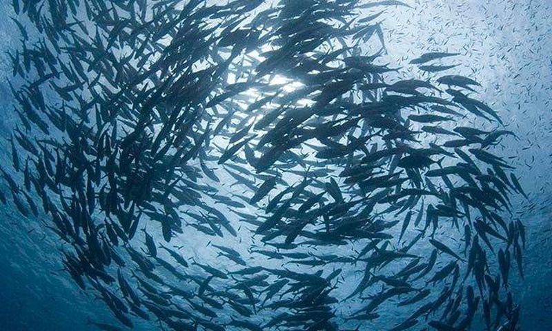 ___4800894___https:______static.pulse.com.gh___webservice___escenic___binary___4800894___2016___3___14___14___schooling-jacks-near-the-solom