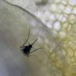 Slovakia confirms first case of Zika virus in country -minister