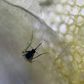 Slovakia confirms first case of Zika virus in country -minister