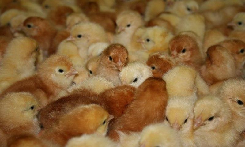 Dr. Hannah Bisiw, the Deputy Minister in charge of the livestock who announced this on Wednesday said the decision comes on the back of increased commercial activities at the border towns, particularly of La Cote d’ Ivoire and Burkina Faso.