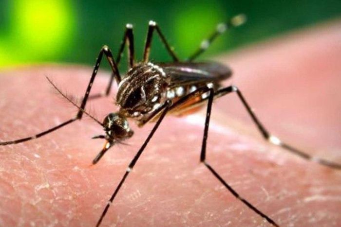 Experiments by Swedish and Ethiopian scientists revealed that mosquitoes steer clear of homes which contain a live chicken suspended in a cage.