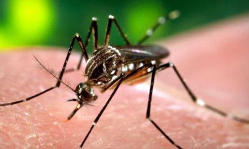 Experiments by Swedish and Ethiopian scientists revealed that mosquitoes steer clear of homes which contain a live chicken suspended in a cage.